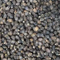 خرما معمولی خاصویی 200