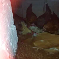 خروس و مرغ|حیوانات مزرعه|ملکان, |دیوار