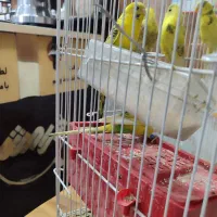 ۴ جفت مرغ عشق جوان نژاد دار|پرنده|داراب, |دیوار