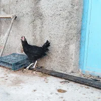 خروس گلین سیاه بدون غلط|حیوانات مزرعه|قلعه نو, |دیوار