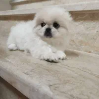 سگ پکنیز امپریال