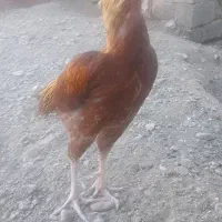 مرغ|پرنده|ایرانشهر, |دیوار