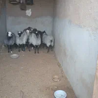 فروش بره ماده و نر رومانو