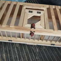 پلاکی کبوتر