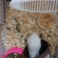 دو عدد همستر|موش و خرگوش|مشهد, حسابی جنوبی (شهرک غرب)|دیوار