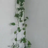 گل پتوس سرحال