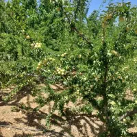 زمین باغ لوکس پل زمانخان سند دار