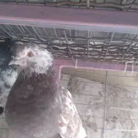 کفتر کبوتر|پرنده|محمدشهر, ولدآباد|دیوار