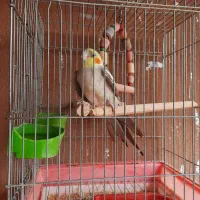 پرنده عروس هلندی