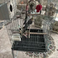 عروس هلندی|پرنده|هشتگرد, شهرک کوثر|دیوار