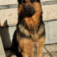 سگ ژرمن شپرد ورک لاین آلمان شرقی