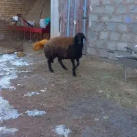 بره قوچ غزل نیمه لخت