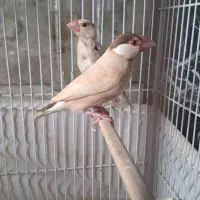 فنج نرگسی شکلاتی