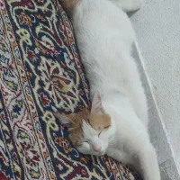 گربه گمشده|گربه|شیراز, رکن‌آباد|دیوار
