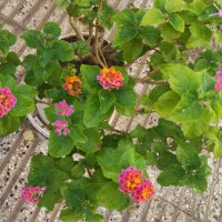 گل های جدید و کمیاب