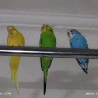 3 عدد مرغ عشق سبز. آبی.( زرد چشم شرابی )