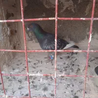 قره سبز آلمانی نر