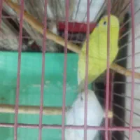 طوطی ، مرغ عشق