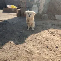 سگ ماده فروشی|سگ|آران و بیدگل, |دیوار