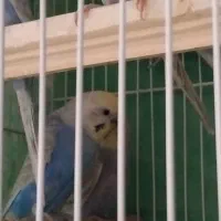 مرغ عشق اسپنگل و رنگین|پرنده|تربتحیدریه, منصوریه|دیوار