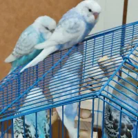 پرنده|پرنده|رشت, کاکتوس|دیوار