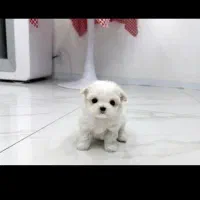 کوچولوهای ریزه میزه|سگ|کرمان, |دیوار