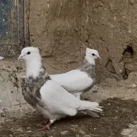 طوقی آجری الماسی لکه دار