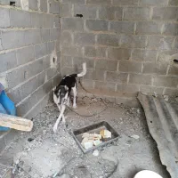 سگ ماده دورگ