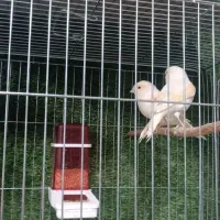 قناری|پرنده|ماکو, |دیوار