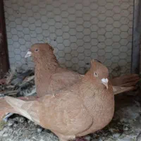 زرد کاکلی،زاغ دم سفید،کربلایی،پولکی