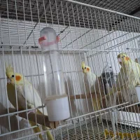 جوجه عروس هلندی|پرنده|ساری, |دیوار