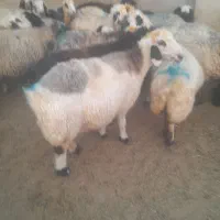 فروش ۵۰راس میش یاگوسفند داشتی|حیوانات مزرعه|شیراز, کوشک بیدک|دیوار