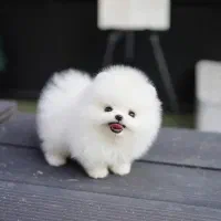 فرروش بدون واسطه توله پوی مینیاتوری و پامرانیین|سگ|اصفهان, جلفا|دیوار