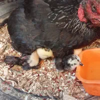 جوجه لاری زیر مرغ باز شده