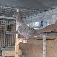 کفترکبوتردم سفیدکلاغ طوقی کاکلی|پرنده|تربت‌حیدریه, داروپخش|دیوار