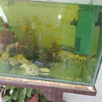 ماهی کوی سایز کف دست