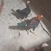 فروش مرغ و خروس لاری|حیوانات مزرعه|شاهنجرین, |دیوار