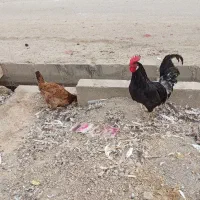 یک خروس سیاه خالص با یدونه مرغ|پرنده|امیدیه, |دیوار