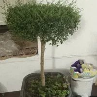 تخفیف پای معامله