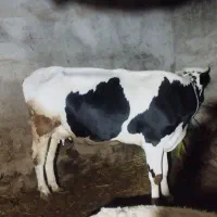 گاو با گوساله 2ماهه