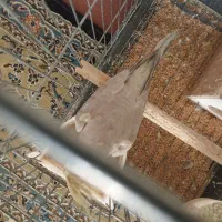 عروس هلندی سرحال و بازی گوش|پرنده|بروجرد, |دیوار