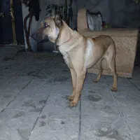 سگ مالینیوز|سگ|کرمانشاه, |دیوار