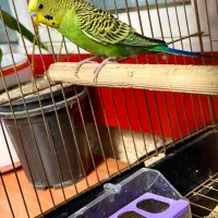 مرغ عشق|پرنده|اردبیل, |دیوار