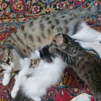واگذاری گربه تازه از شیر شده