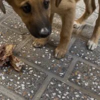 سگ واگذاری|سگ|اسلامشهر, مظفریه|دیوار