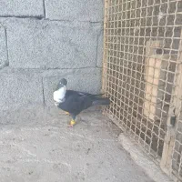 کبوترتاختی