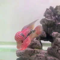 فلاور کامفا رد