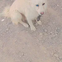 سگ پاکوتاه خیلی باهوش وزرنگ|سگ|زابل, |دیوار