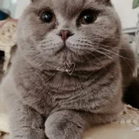 گربه اسکاتیش