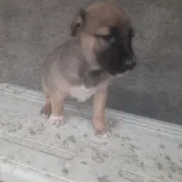 واگذاری توله سگ سرابی|سگ|یزد, |دیوار